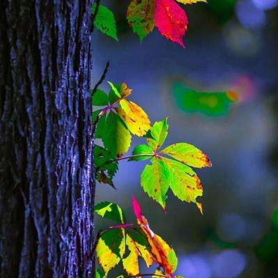 欢乐斗牛腾讯手机app下载